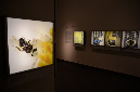 Wasp_exhibition__DSC3397